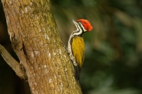 Datel zlatohrbety - Dinopium javanense - Common Flameback 2841